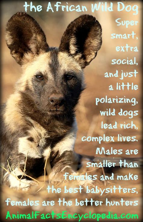 20 Facts About African Wild Dogs Diet Creditinter