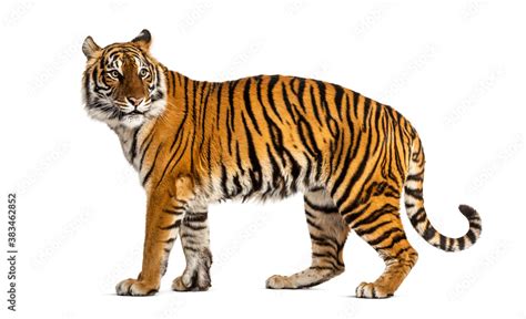 Side View Profile Of A Tiger Standing Isolated On White Stock Photo