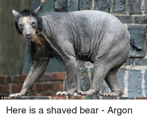 Have You Seen Photos Of Shaved Bear Ever Check Out Shaved Bear Photos