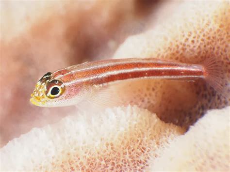 Gold Neon Pygmy Goby Stock Image Everypixel