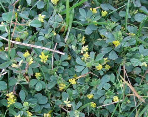 Check spelling or type a new query. Weed Control Tips ~ Identify Lawn Weeds