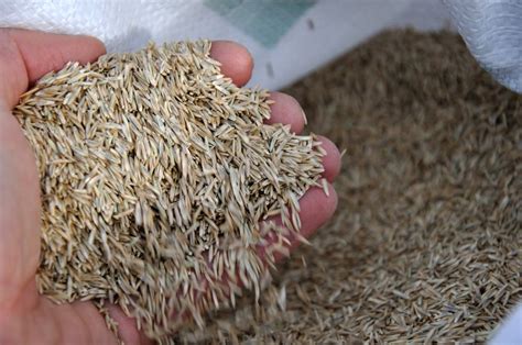What Do Different Types Of Grass Seeds Do Mylawncare