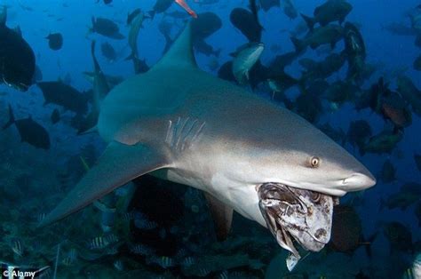 They are common in shallow coastal areas in the tropics, and are also known to swim up rivers and attack people in fresh water as well as the sea. 105 best images about Bull Shark - Caraharhinus leucas on ...