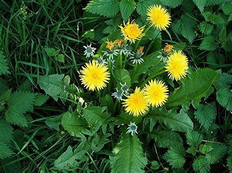 Dandelion Agg Taraxacum Officinale Agg Naturespot