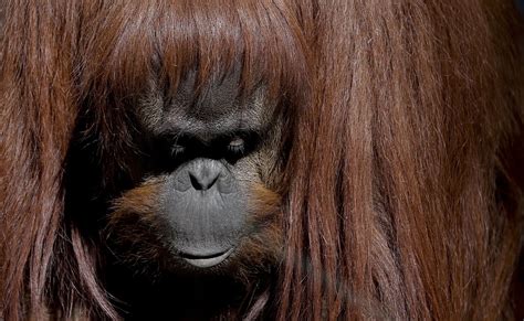 Orangutan Zoologico Orangután Animales