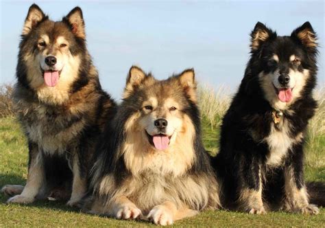 finnish lapphund dog breed information  images  research lab