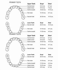 Baby Teeth Growth Chart Template 5 Free Pdf Documents