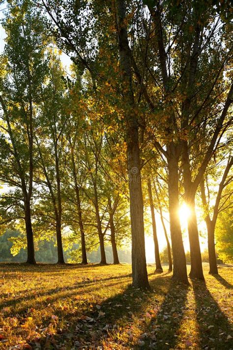 Beautiful Trees In The Autumn Forest Bright Sunlight At Sunset Stock