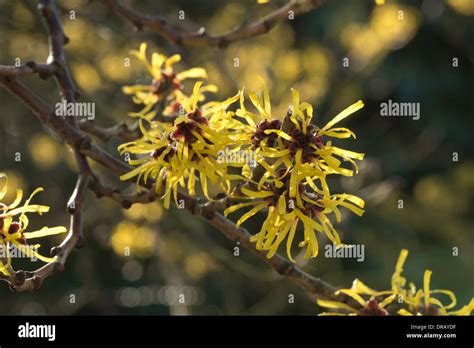 Blooming Witch Hazel Hamamelis Mollis A Deciduous Winter Flowering