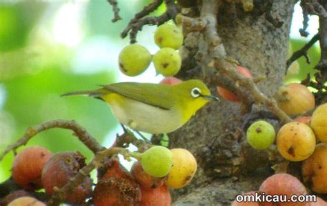 Memilih buah-buahan manis untuk burung pleci – OM KICAU