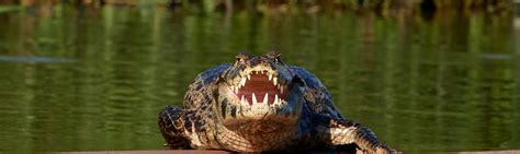 Crocodile And Caiman Facts Brazil Wildlife Guide