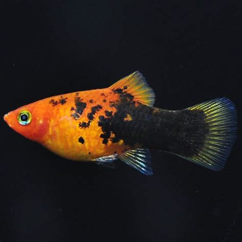 Fw Painted Platy Molly Fish Fish Tropical Freshwater Fish