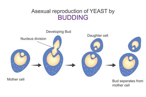 Asexual Reproduction Of Yeast By Buddingdiagram Shows Steps Of Budding
