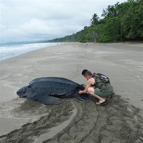 Did you know? Leatherbacks are the largest sea turtle by far, and one of the largest of all ...