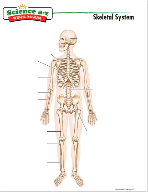 Skeletal System Easy Diagram Quizlet