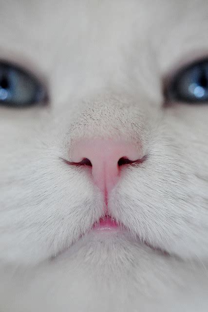 Adorable Animal Cat Cute Nose Image 429041 On