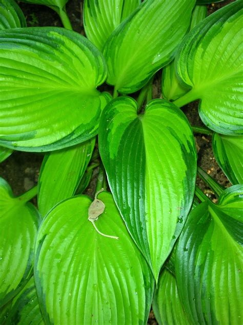 The Many Colors Of Hosta
