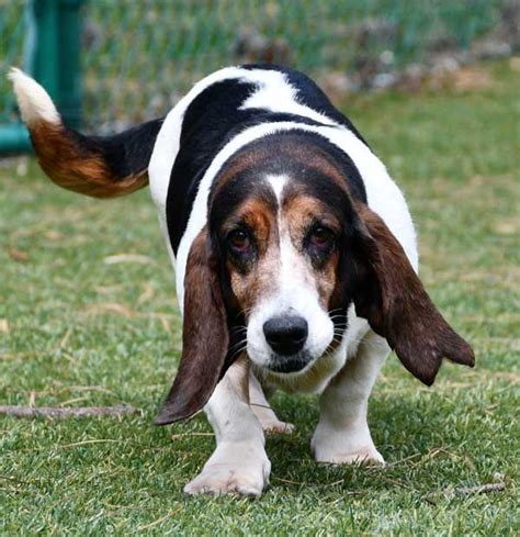 Female Basset Hounds Basset Hound Rescue Of Georgia Inc