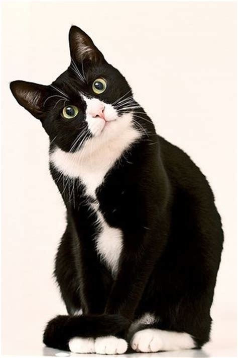 482 Best Love Tuxedo Cats And Black And White Cats Images On Pinterest