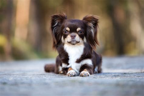 Long Haired Chihuahua Your Complete Guide Dog Academy