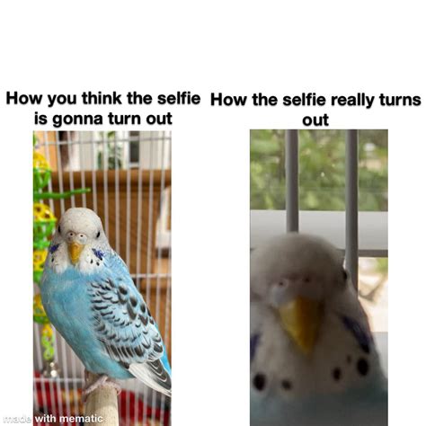 Bird Meme Rparrots