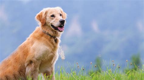 Understand what motivates your puppy. Neutering Your Dog | Prevent Pregnancies & Disease | Vets4Pets