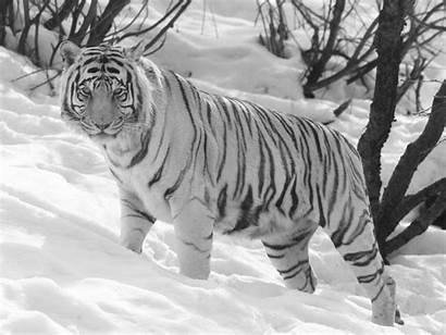 Tiger Wallpapers Backgrounds Snow Tigers Siberian Bengal