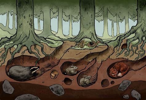 An Illustration Of The Underground Of A Woodland Habitat Illustrations