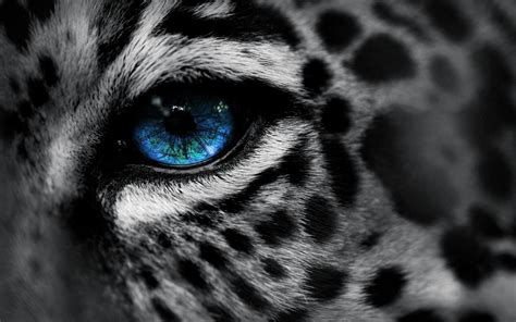 White Tiger With Blue Eyes Wallpapers For Android