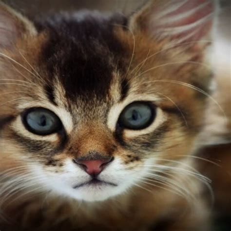 7 Cat Breeds That Are Totally Clingy All Cats Luvcat