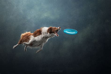 Just 19 Photos Of Dogs Majestically Catching Frisbees By Jack