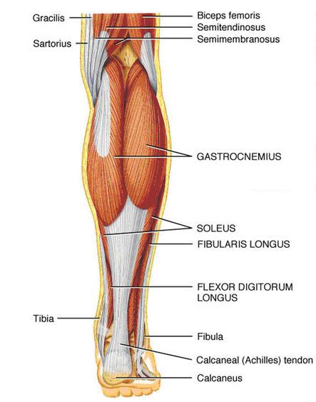 Want to learn more about it? RUNNING INJURIES SIMPLIFIED: Achilles Tendinopathy - LIFE ...