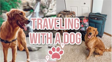 15 Tips For Traveling With Your Dog What You Need To Knowprepare For