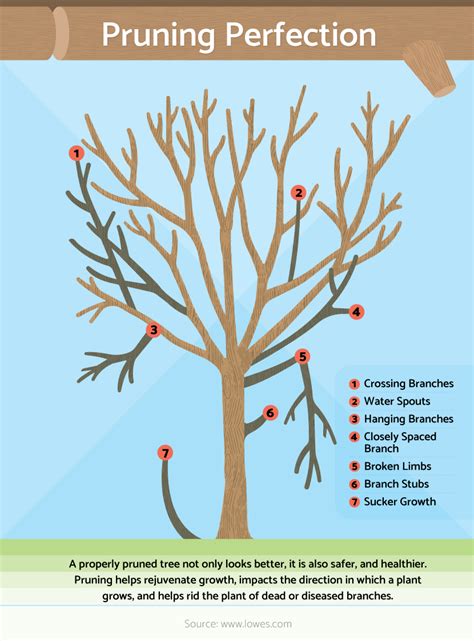 Pruning Primerbasic Steps For Pruning Trees And Shrubs Growing Fruit