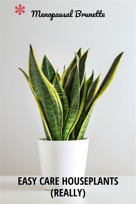 There Are Some Houseplants That Are Beautiful And Easy To Care For And