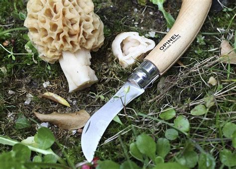 The Best Mushroom Hunting Books And Gear Field And Stream