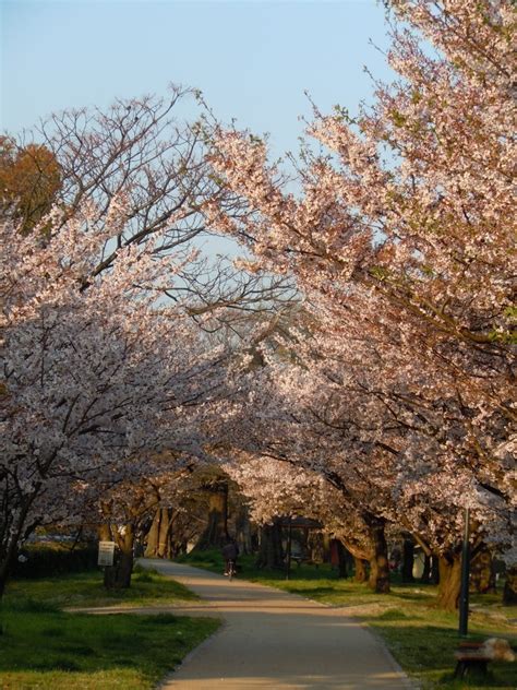 The Fleeting Beauty Of Japanese Cherry Blossoms Sheila Burt