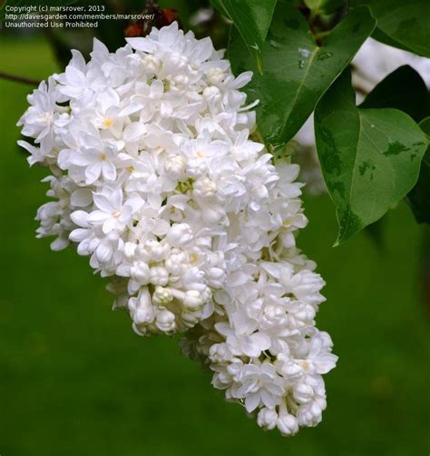 Plantfiles Pictures Common Lilac French Lilac Madame Lemoine