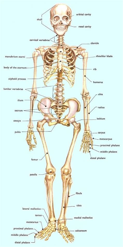 Active flexibility is how much you can stretch unaided, by stretching the joint and freezing in the the thoracic spine was not included in the diagram of joints above, as it is not a joint and indeed included in most flexibility trainings. Is the radius bone longer than the humerus bone in men? Or ...