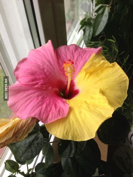 This Hibiscus Could Not Decide On Its Color Hibiscus Flowers