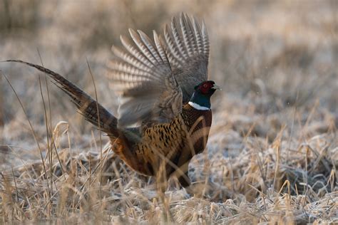 Check spelling or type a new query. Bażant/Common Pheasant #3 | Phasianus colchicus | Mirosław ...