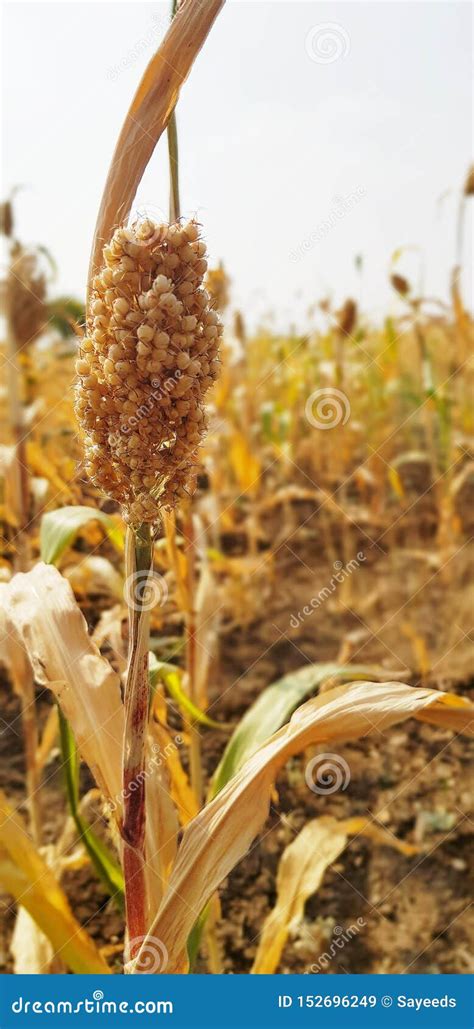 Jawar Grain Crop Photo Stock Image Image Of Jawar India 152696249