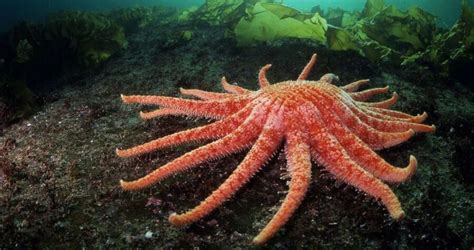 The Large Sunflower Sea Star Critter Science
