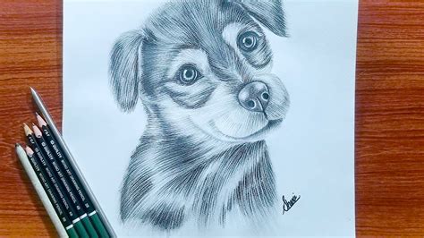 How To Draw A Realistic Dog Tutorial For Beginners Sheri Artist