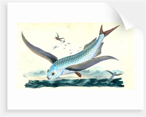 Flying Fish Exocoetus Volitans Posters And Prints By E Donovan