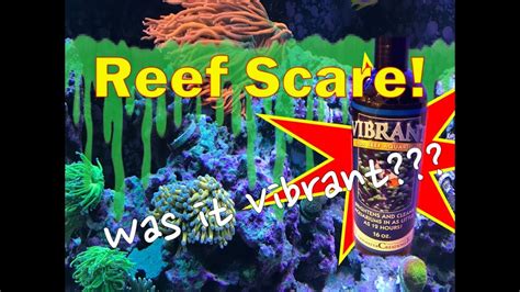 Did Vibrant Almost Crash My Reef Tank Youtube