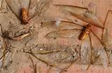 Photos of Dust Termites