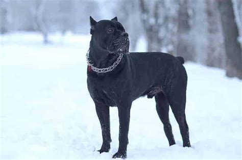 Understanding the Cane Corso Temperament (Trainable, Stable, Calm)