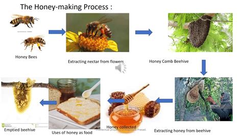 Honey Making Process Impressive Steps Honeybees Make Honey Navmi