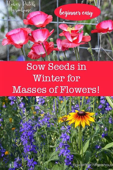 Winter Sowing Of Seeds Flower Patch Farmhouse